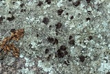 Xanthoparmelia plittii image