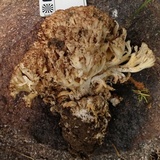 Ramaria rubripermanens image
