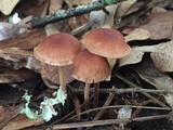 Gymnopus dichrous image