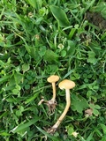 Protostropharia semiglobata image