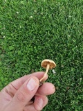 Protostropharia semiglobata image