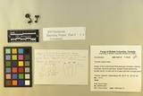 Inocybe ericetorum image