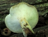 Bresadolia craterella image