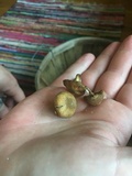 Inocybe dulcamara image