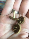 Inocybe dulcamara image