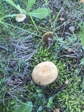 Inocybe dulcamara image