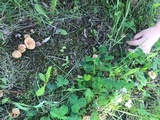 Inocybe dulcamara image