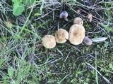 Inocybe dulcamara image