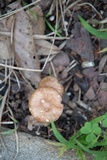 Gymnopus luxurians image