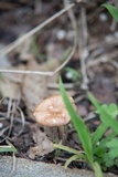 Gymnopus luxurians image