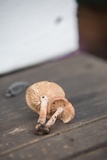 Gymnopus luxurians image