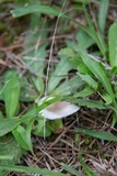Amanita sect. Vaginatae image