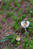 Amanita sect. Vaginatae image