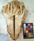 Ramaria rubripermanens image