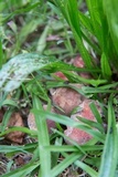 Boletus patrioticus image
