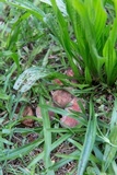 Boletus patrioticus image