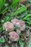 Boletus patrioticus image