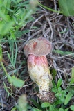 Boletus patrioticus image