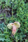 Boletus patrioticus image