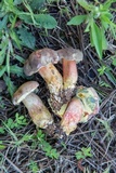 Boletus patrioticus image