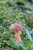 Boletus patrioticus image