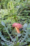 Boletus patrioticus image