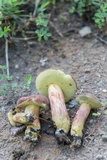 Boletus patrioticus image