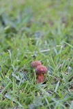 Boletus patrioticus image