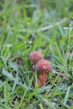 Boletus patrioticus image