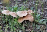 Gymnopus luxurians image