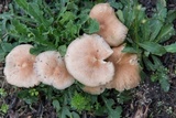 Gymnopus luxurians image
