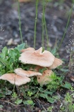 Gymnopus luxurians image