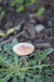 Gymnopus luxurians image