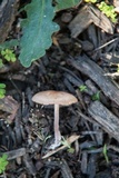 Gymnopus luxurians image