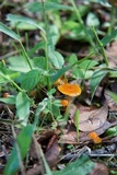 Hygrocybe psittacina var. perplexa image