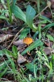 Hygrocybe psittacina var. perplexa image