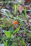 Hygrocybe psittacina var. perplexa image