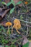 Hygrocybe psittacina var. perplexa image