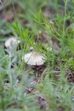 Stropharia coronilla image