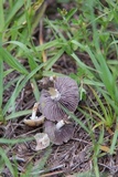 Stropharia coronilla image