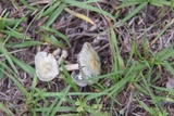 Stropharia coronilla image