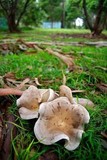 Lepista luscina image