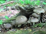 Megacollybia rodmanii image