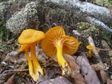 Cantharellus ignicolor image