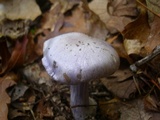 Cortinarius alboviolaceus image