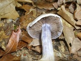 Cortinarius alboviolaceus image