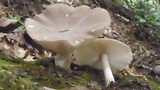 Megacollybia rodmanii image