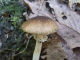 Amanita solaniolens image