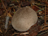 Lycoperdon subcretaceum image