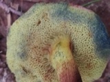 Hortiboletus campestris image